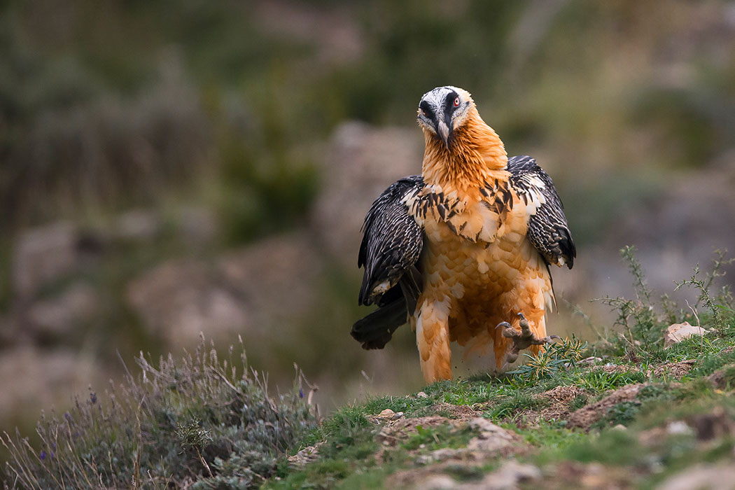 Bartgeier, Gypaète Barbu, Quebrantahuesos, Lämmergeier, Lammergeier, 