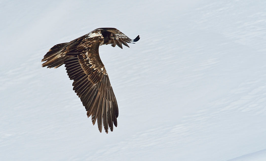 Junger Bartgeier Schweiz Alpen fliegend Adult wildgeboren, 1 Kj