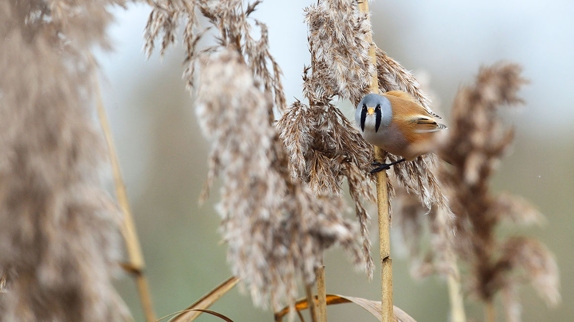 Bartgeier, Gypaète Barbu, Quebrantahuesos, Lämmergeier, Lammergeier, 