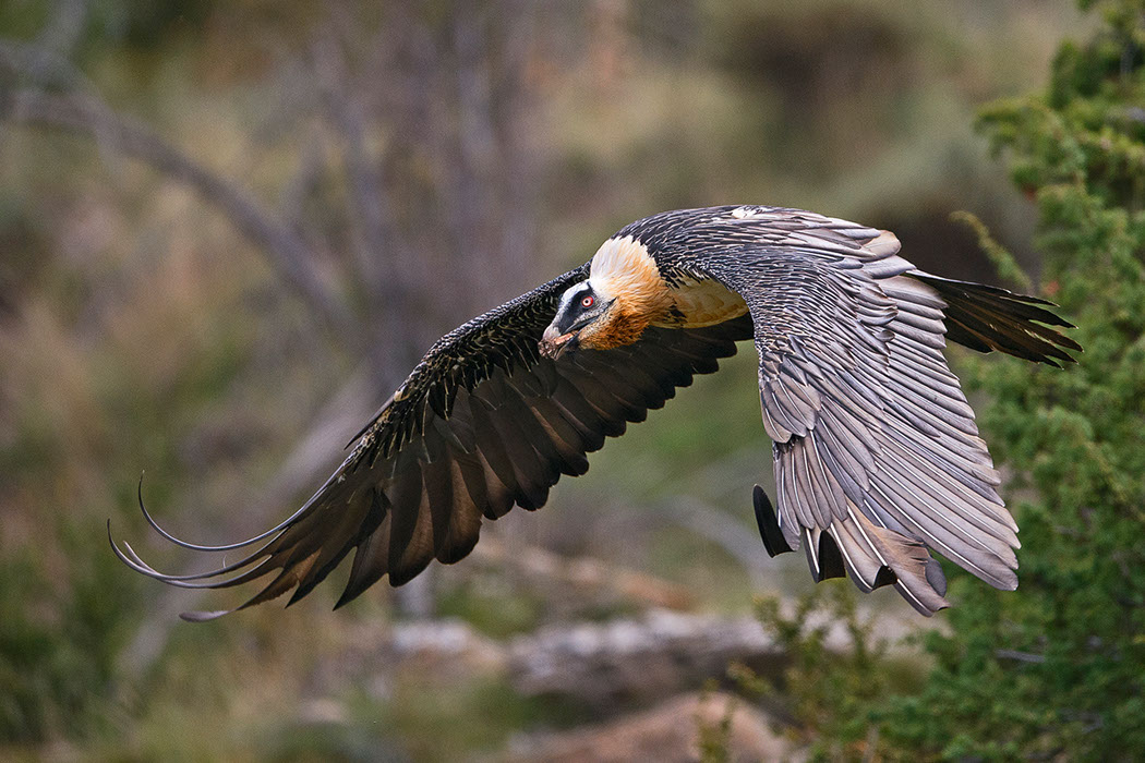 Bartgeier, Gypaète Barbu, Quebrantahuesos, Lämmergeier, Lammergeier, 