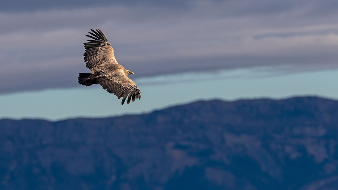 Bartgeier, Gypaète Barbu, Quebrantahuesos, Lämmergeier, Lammergeier, 