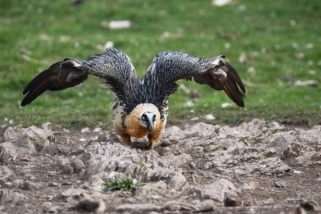 Bartgeier, Gypaète Barbu, Quebrantahuesos, Lämmergeier, Lammergeier, 