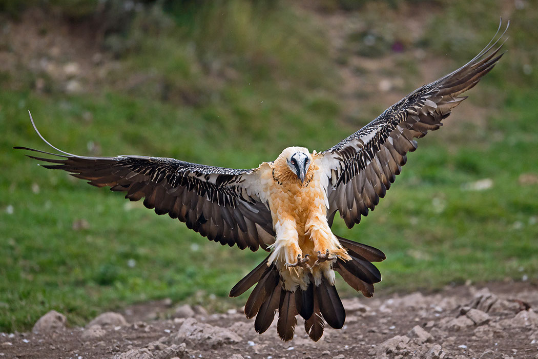 Bartgeier, Gypaète Barbu, Quebrantahuesos, Lämmergeier, Lammergeier, 