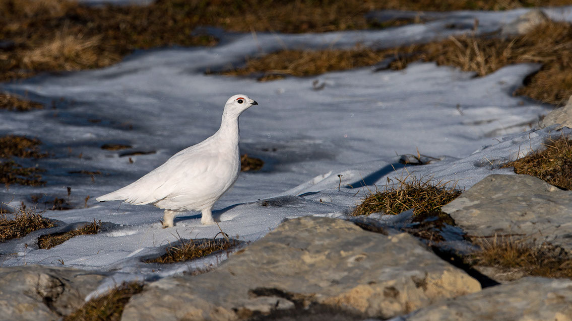 Bartgeier, Gypaète Barbu, Quebrantahuesos, Lämmergeier, Lammergeier, 