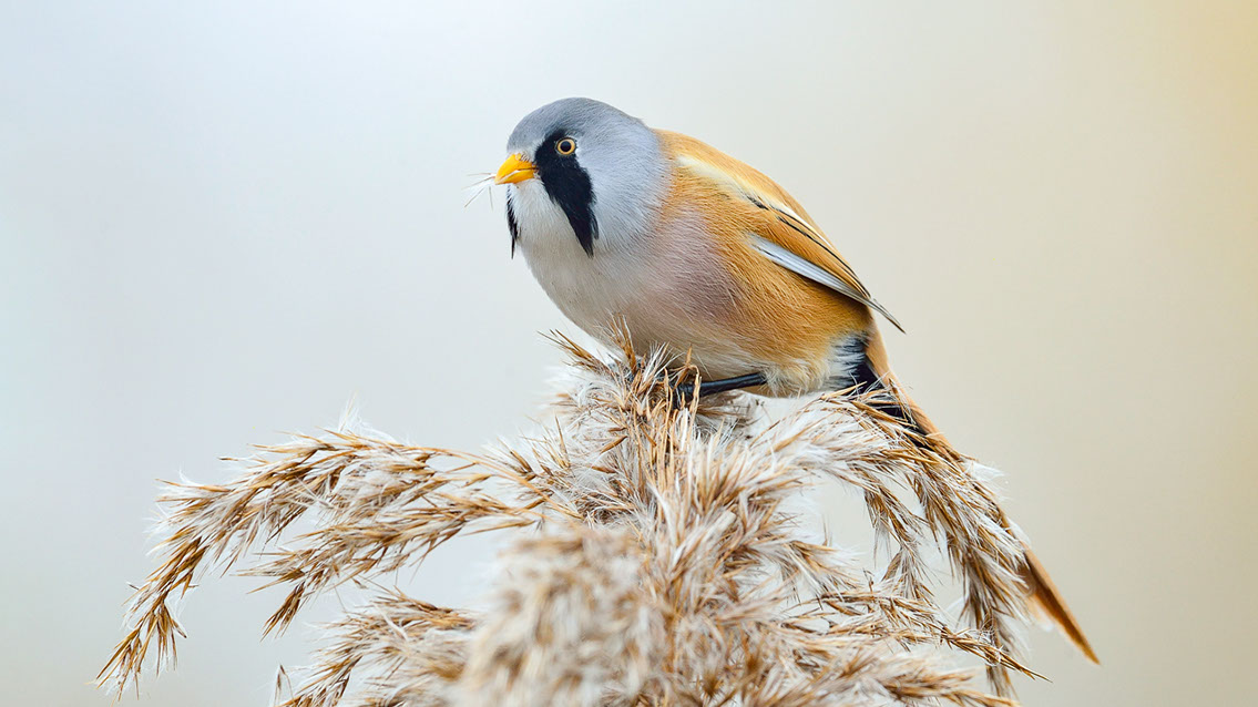 Bartgeier, Gypaète Barbu, Quebrantahuesos, Lämmergeier, Lammergeier, 