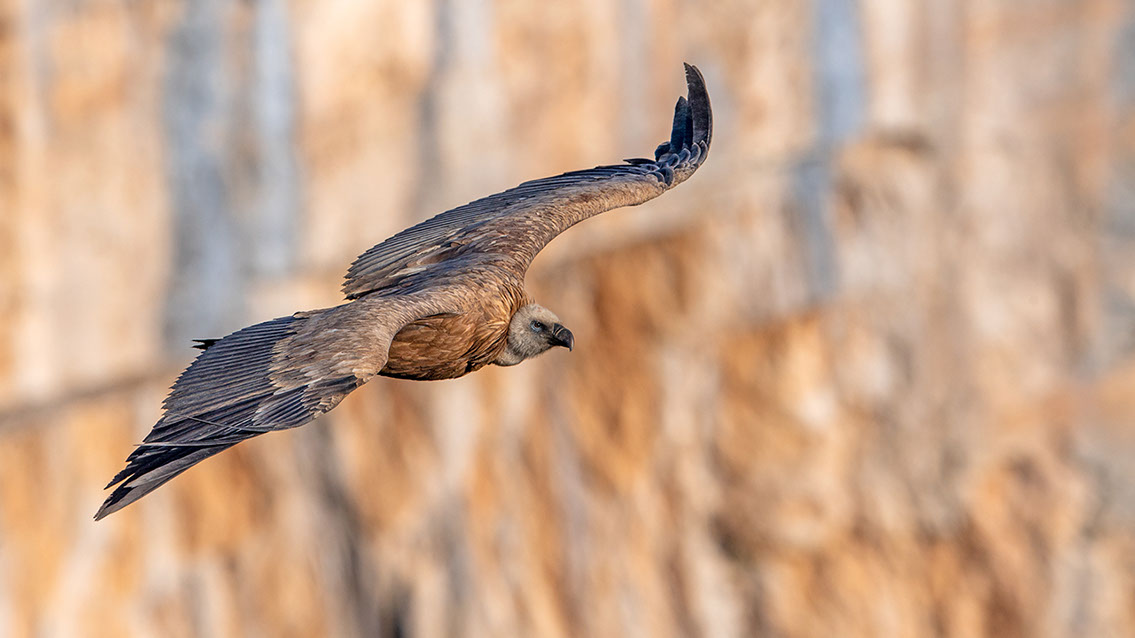 Bartgeier, Gypaète Barbu, Quebrantahuesos, Lämmergeier, Lammergeier, 