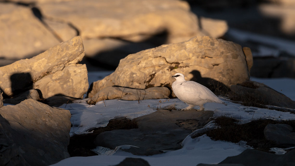 Bartgeier, Gypaète Barbu, Quebrantahuesos, Lämmergeier, Lammergeier, 