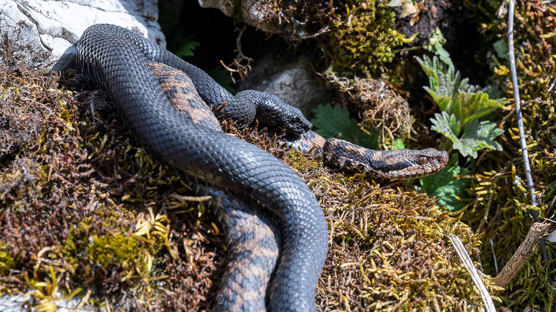 Bartgeier, Gypaète Barbu, Quebrantahuesos, Lämmergeier, Lammergeier, 