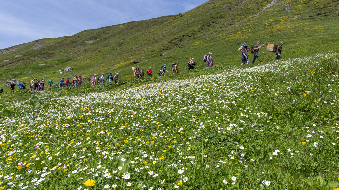 Bartgeier Bartgeier, Gypaète Barbu, Quebrantahuesos, Lämmergeier, Lammergeier,