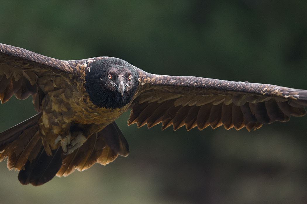Bartgeier, Gypaète Barbu, Quebrantahuesos, Lämmergeier, Lammergeier, 