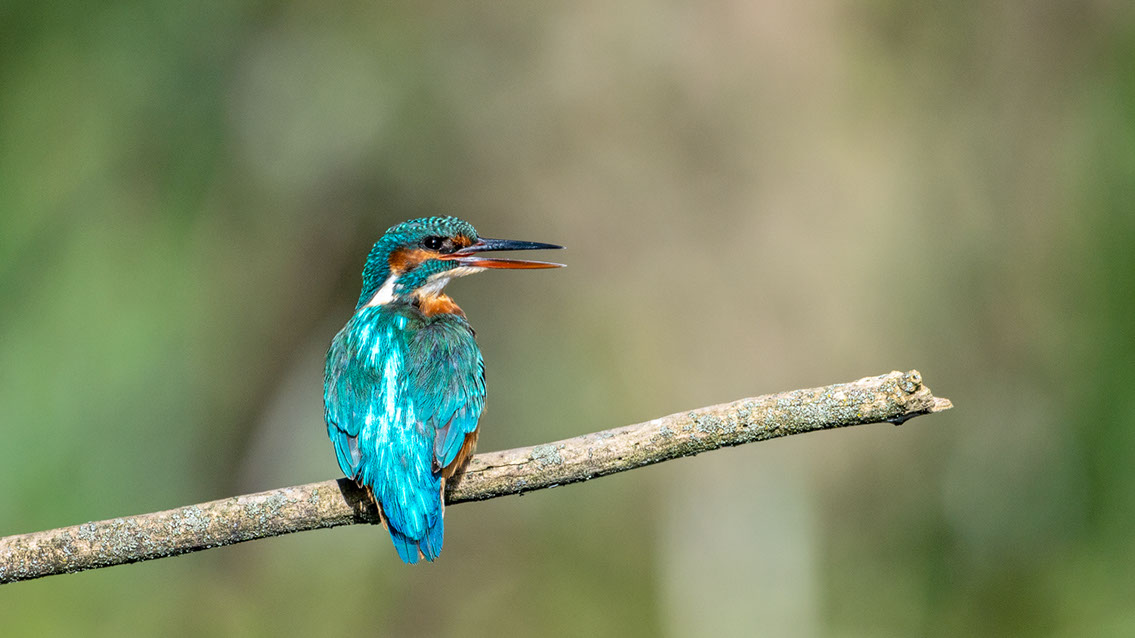 Bartgeier Bartgeier, Gypaète Barbu, Quebrantahuesos, Lämmergeier, Lammergeier,