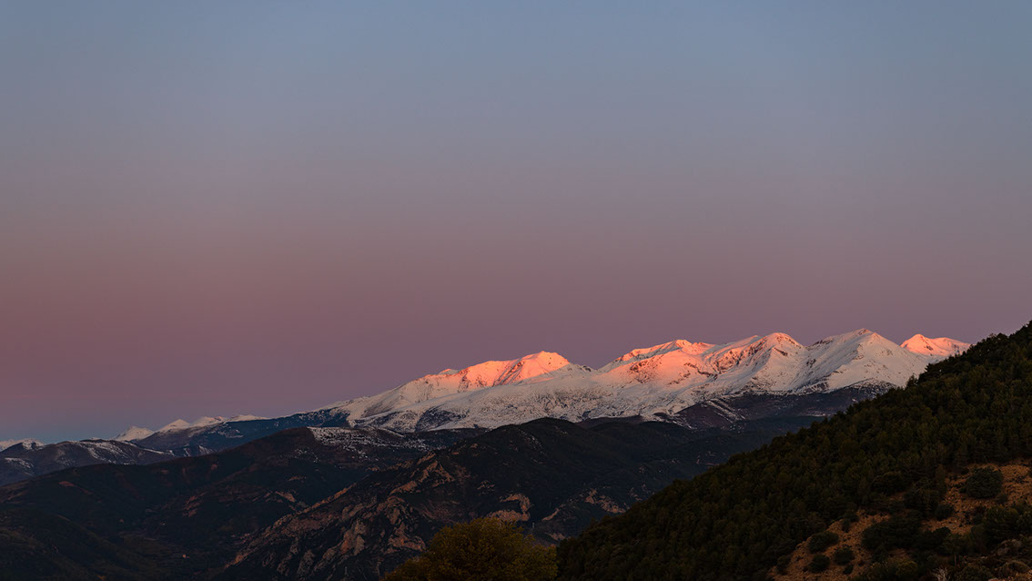Bartgeier, Gypaète Barbu, Quebrantahuesos, Lämmergeier, Lammergeier, 