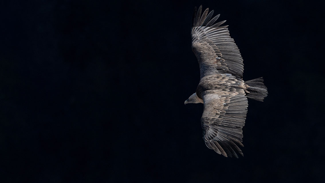Bartgeier, Gypaète Barbu, Quebrantahuesos, Lämmergeier, Lammergeier, 