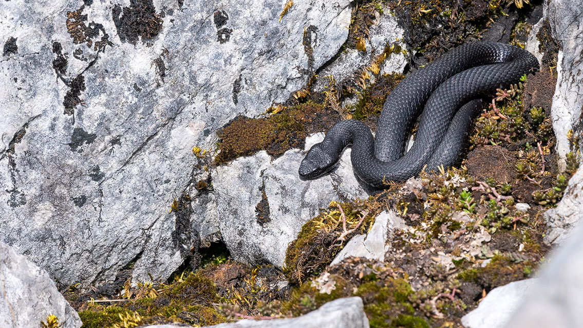 Bartgeier, Gypaète Barbu, Quebrantahuesos, Lämmergeier, Lammergeier, 