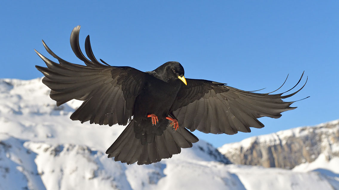 Bartgeier, Gypaète Barbu, Quebrantahuesos, Lämmergeier, Lammergeier, 