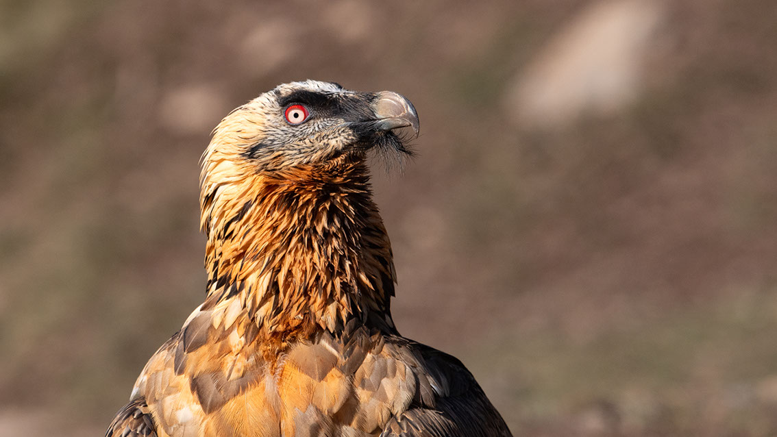 Bartgeier, Gypaète Barbu, Quebrantahuesos, Lämmergeier, Lammergeier, 