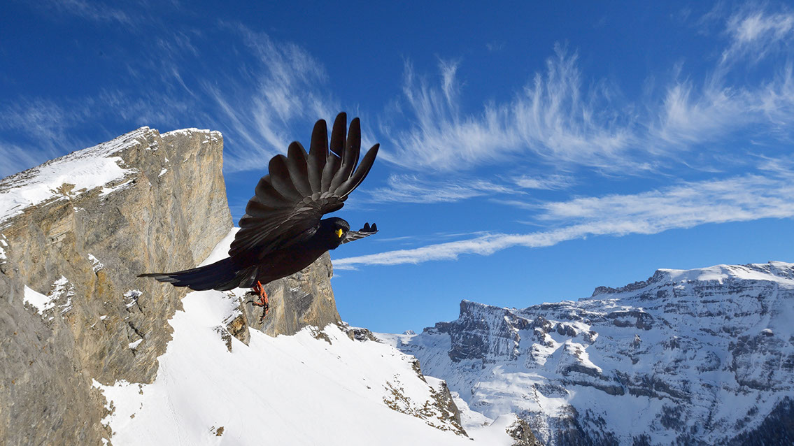 Bartgeier, Gypaète Barbu, Quebrantahuesos, Lämmergeier, Lammergeier, 
