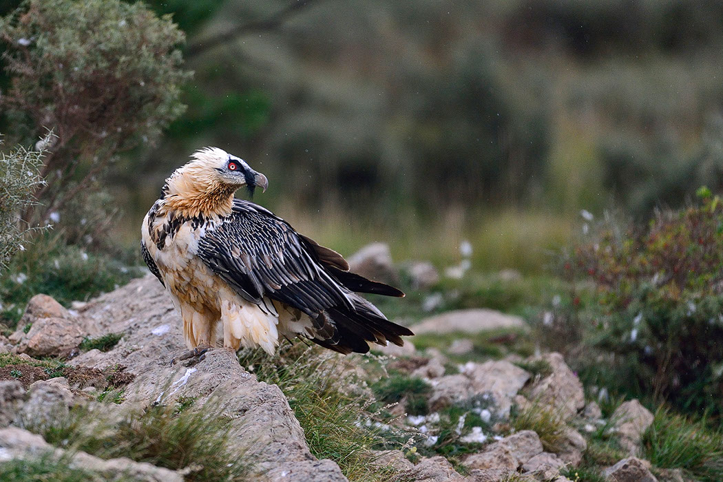 Bartgeier, Gypaète Barbu, Quebrantahuesos, Lämmergeier, Lammergeier, 