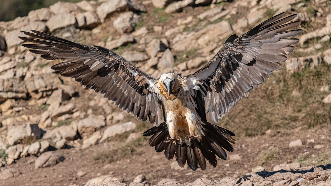 Bartgeier, Gypaète Barbu, Quebrantahuesos, Lämmergeier, Lammergeier, 