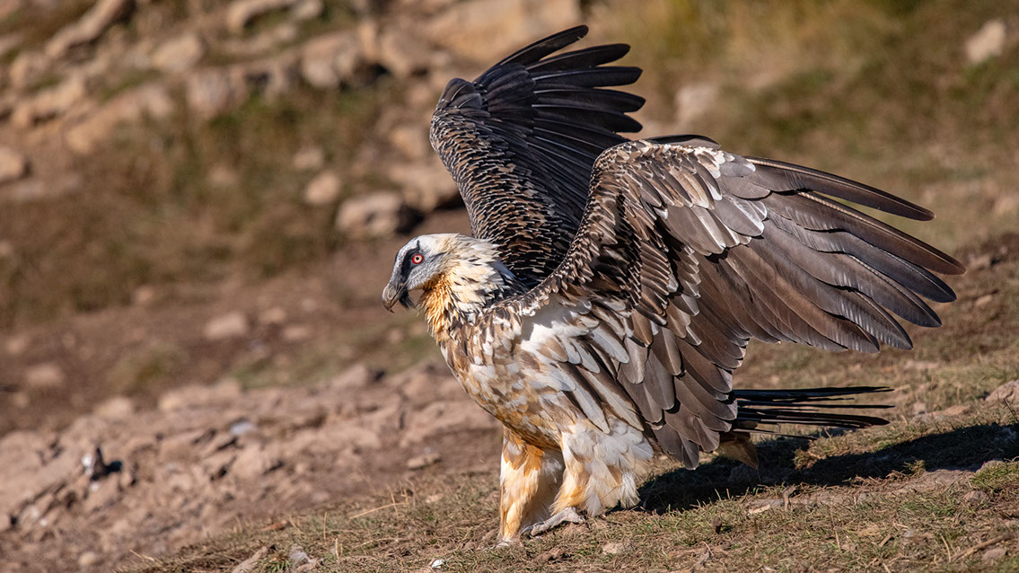 Bartgeier, Gypaète Barbu, Quebrantahuesos, Lämmergeier, Lammergeier, 
