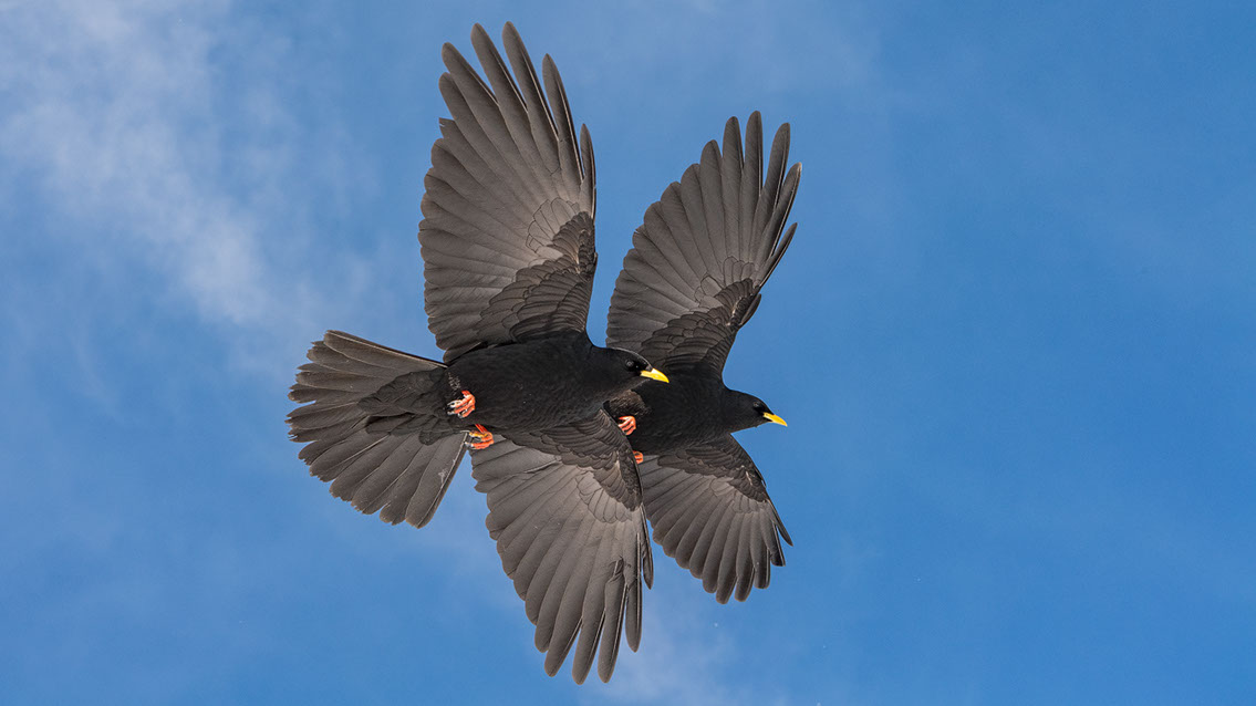 Bartgeier, Gypaète Barbu, Quebrantahuesos, Lämmergeier, Lammergeier, 