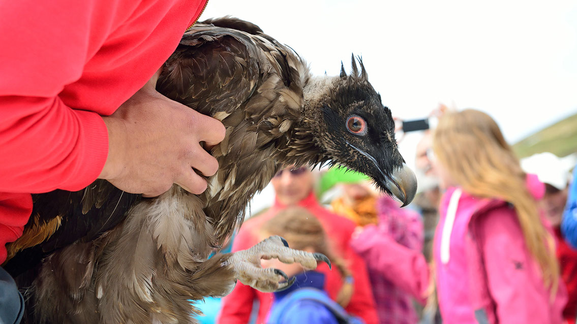 Bartgeier Bartgeier, Gypaète Barbu, Quebrantahuesos, Lämmergeier, Lammergeier,