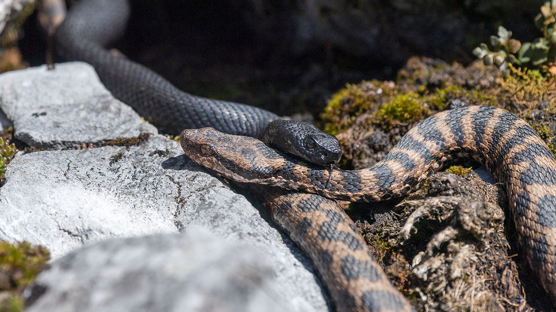 Bartgeier, Gypaète Barbu, Quebrantahuesos, Lämmergeier, Lammergeier, 