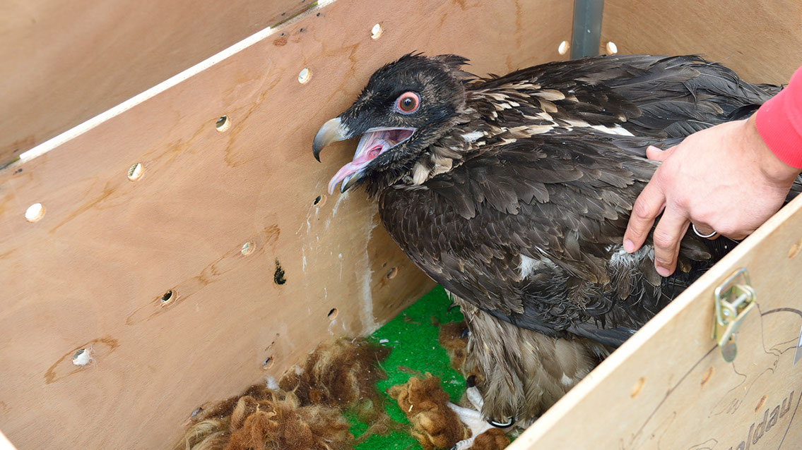 Bartgeier Bartgeier, Gypaète Barbu, Quebrantahuesos, Lämmergeier, Lammergeier,