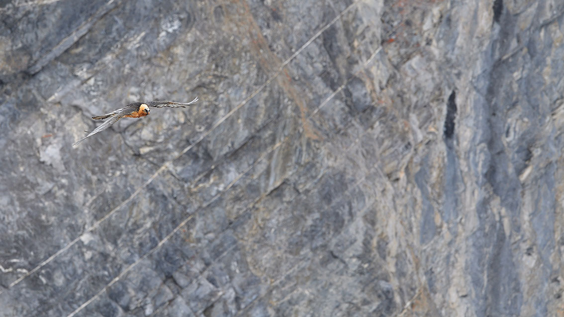 Bartgeier Schweiz Alpen fliegend Adult Gyaéte en vol Lammergeier Bearded Vulture