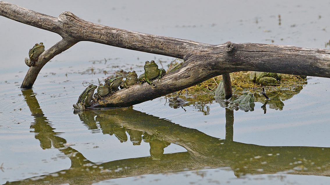 Bartgeier, Gypaète Barbu, Quebrantahuesos, Lämmergeier, Lammergeier, 