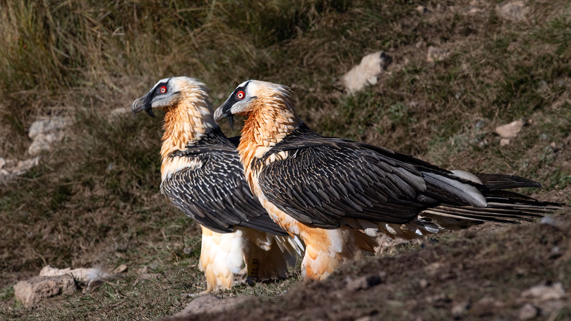 Bartgeier, Gypaète Barbu, Quebrantahuesos, Lämmergeier, Lammergeier, 