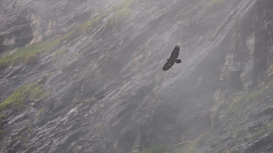 Bartgeier Schweiz Alpen fliegend Adult Gyaéte en vol Lammergeier Bearded Vulture
