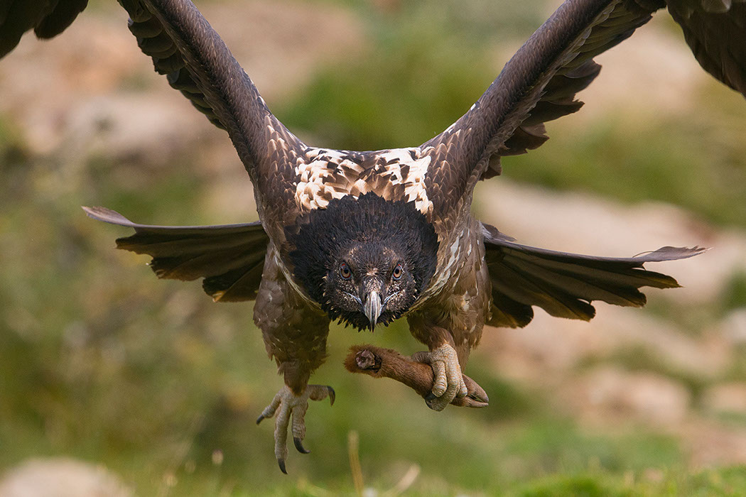 Bartgeier, Gypaète Barbu, Quebrantahuesos, Lämmergeier, Lammergeier, 