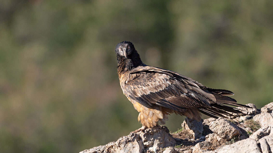 Bartgeier, Gypaète Barbu, Quebrantahuesos, Lämmergeier, Lammergeier, 