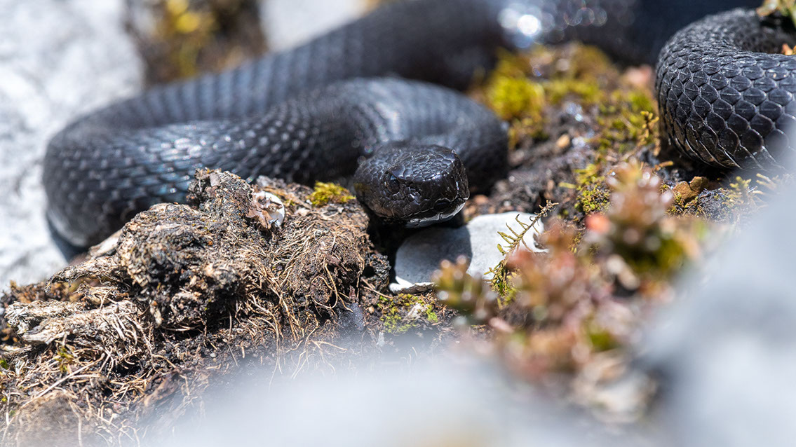 Bartgeier, Gypaète Barbu, Quebrantahuesos, Lämmergeier, Lammergeier, 