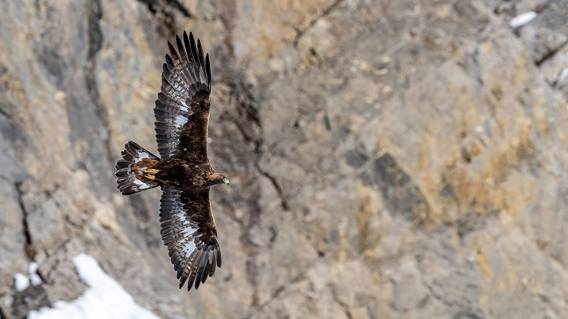 Bartgeier, Gypaète Barbu, Quebrantahuesos, Lämmergeier, Lammergeier, 