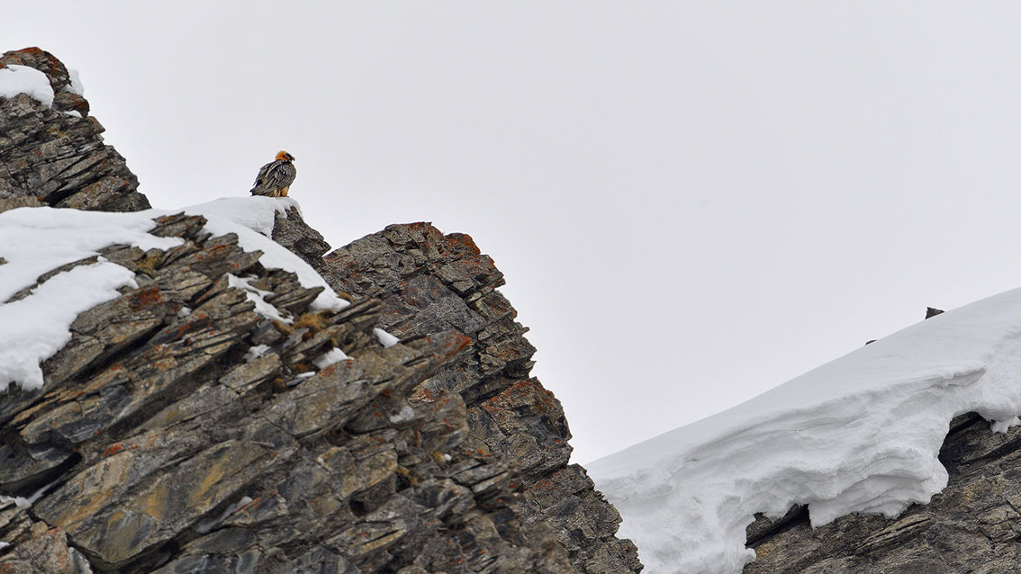 Bartgeier, Gipeto, Lammergeier, Bearded Vulture, Gypaète, Gypaetus barbatus, 