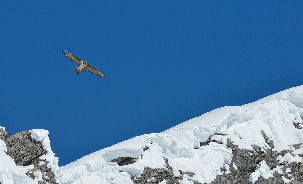 Bartgeier, Gipeto, Lammergeier, Bearded Vulture, Gypaète, Gypaetus barbatus, fliegend, sitzend, Alpen, Swiss Alps, 