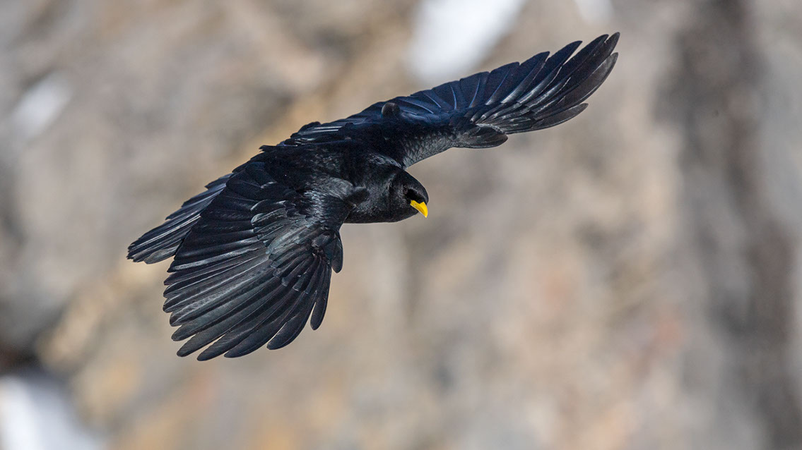 Bartgeier, Gypaète Barbu, Quebrantahuesos, Lämmergeier, Lammergeier, 