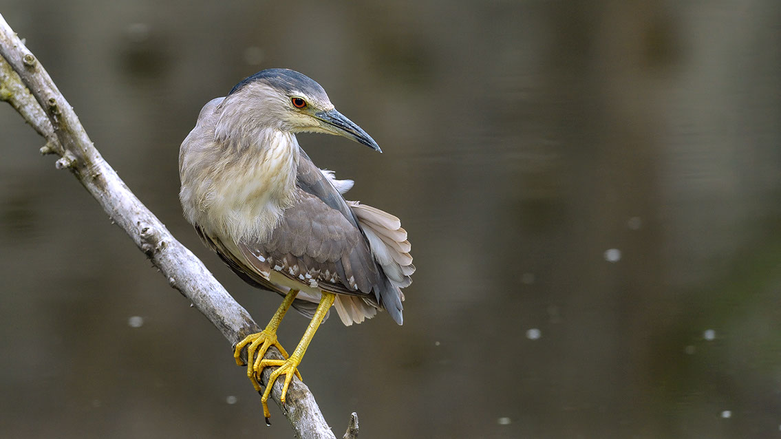 Bartgeier, Gypaète Barbu, Quebrantahuesos, Lämmergeier, Lammergeier, 