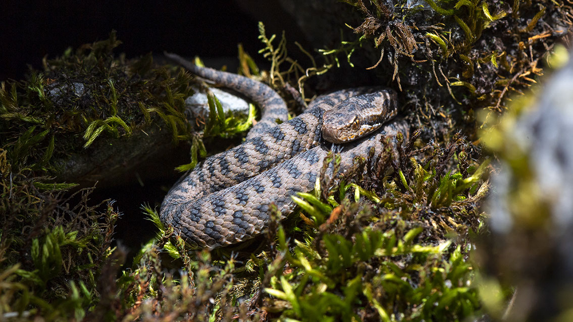 Bartgeier, Gypaète Barbu, Quebrantahuesos, Lämmergeier, Lammergeier, 