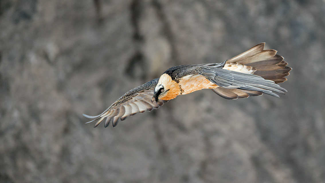 Bartgeier Schweiz Alpen fliegend Adult Gyaéte en vol Lammergeier Bearded Vulture