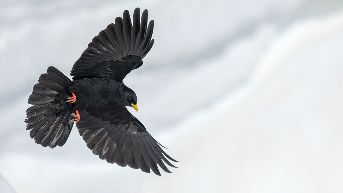 Bartgeier, Gypaète Barbu, Quebrantahuesos, Lämmergeier, Lammergeier, 