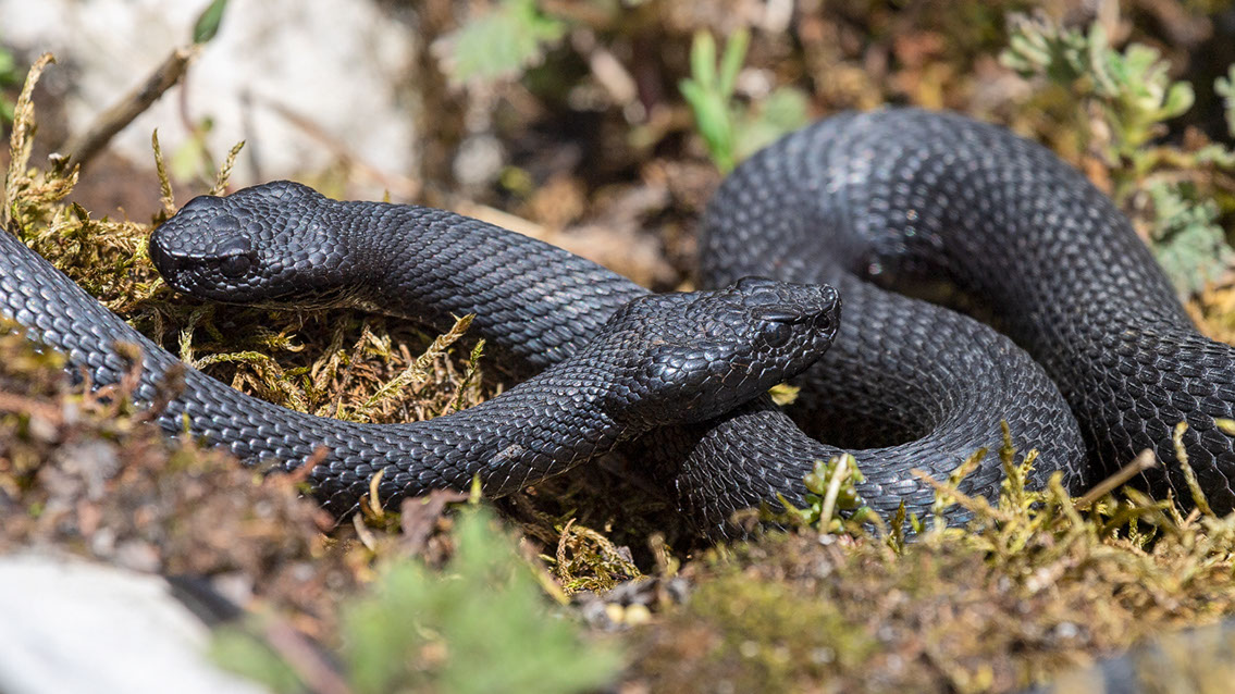 Bartgeier, Gypaète Barbu, Quebrantahuesos, Lämmergeier, Lammergeier, 