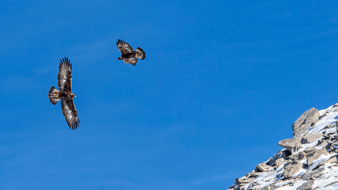 Bartgeier, Gypaète Barbu, Quebrantahuesos, Lämmergeier, Lammergeier, 