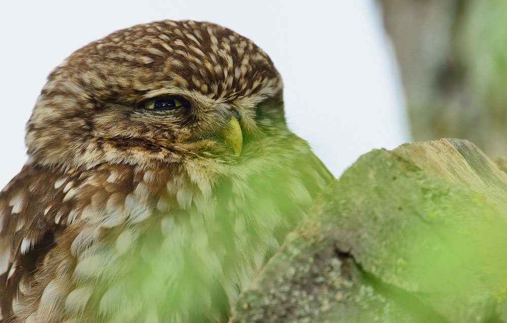 Athene noctua, Steinkauz, Kauz, Little owl