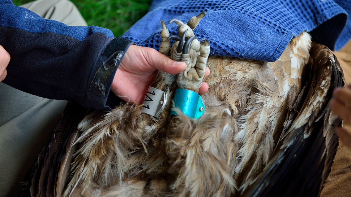 Bartgeier Bartgeier, Gypaète Barbu, Quebrantahuesos, Lämmergeier, Lammergeier,