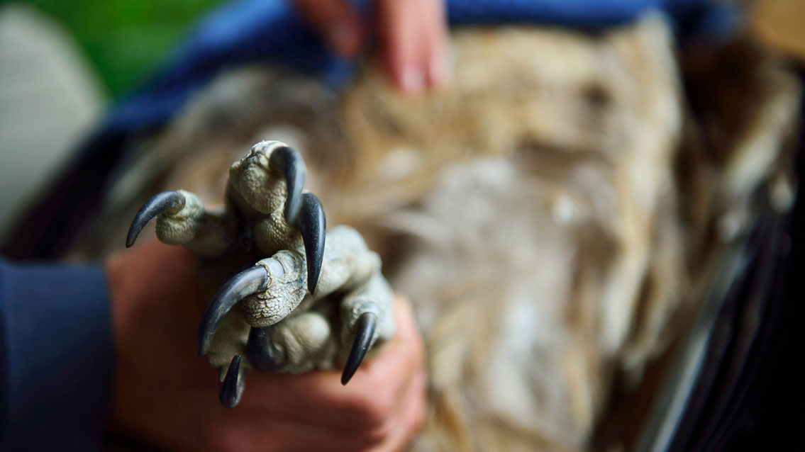 Bartgeier Bartgeier, Gypaète Barbu, Quebrantahuesos, Lämmergeier, Lammergeier,