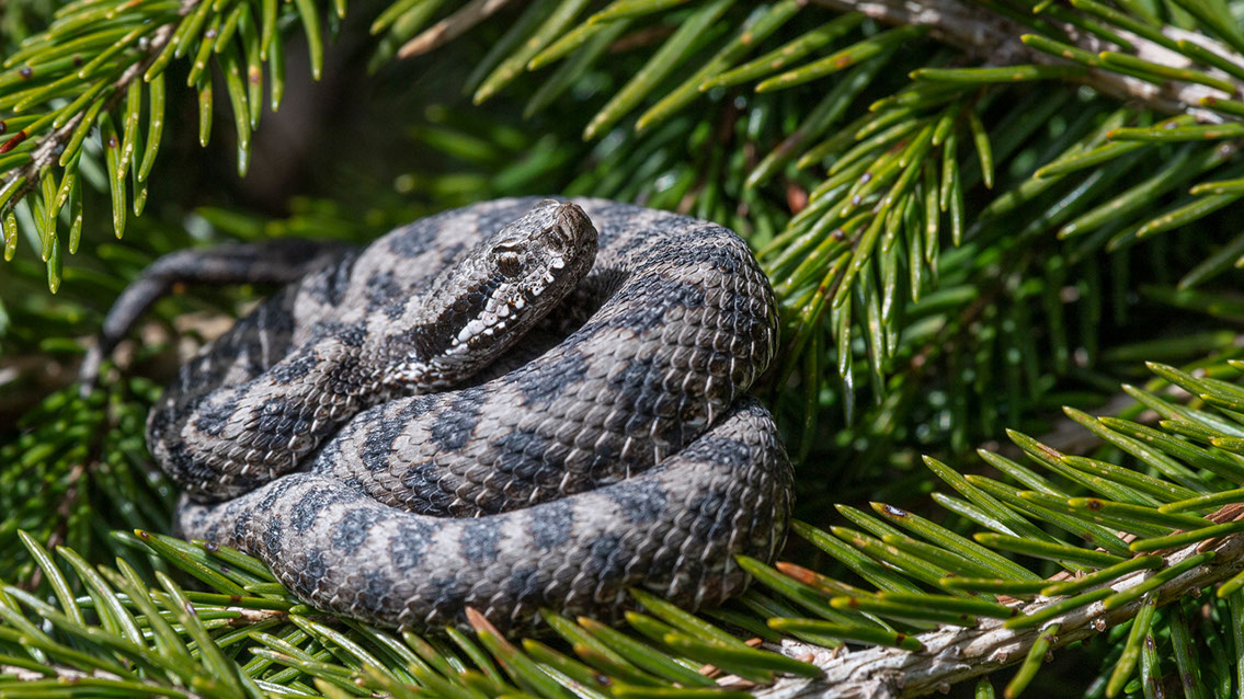 Bartgeier, Gypaète Barbu, Quebrantahuesos, Lämmergeier, Lammergeier, 