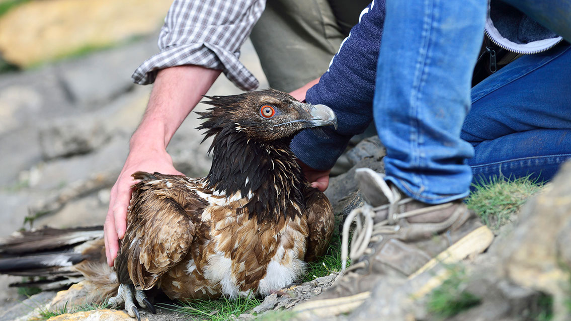 Bartgeier Bartgeier, Gypaète Barbu, Quebrantahuesos, Lämmergeier, Lammergeier,
